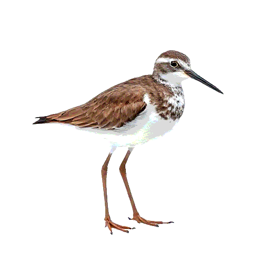Common Sandpiper