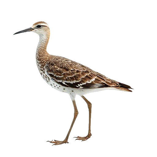Curlew