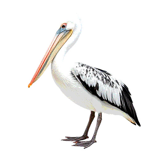 Dalmatian Pelican