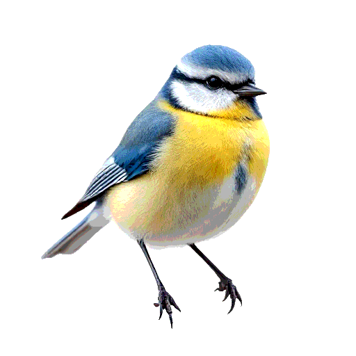 Eurasian Blue Tit