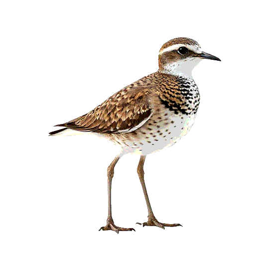 Eurasian Golden Plover
