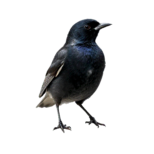 European Starling