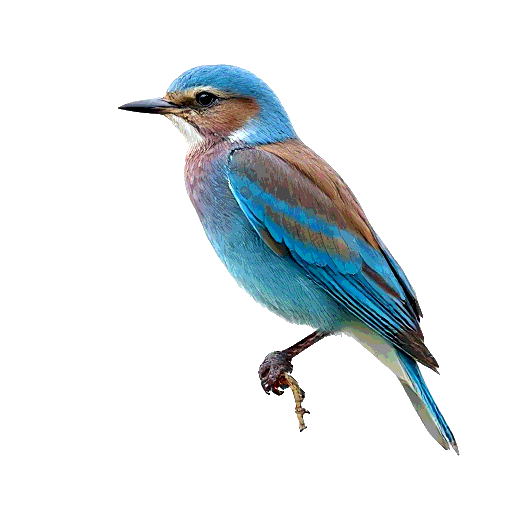 European Roller