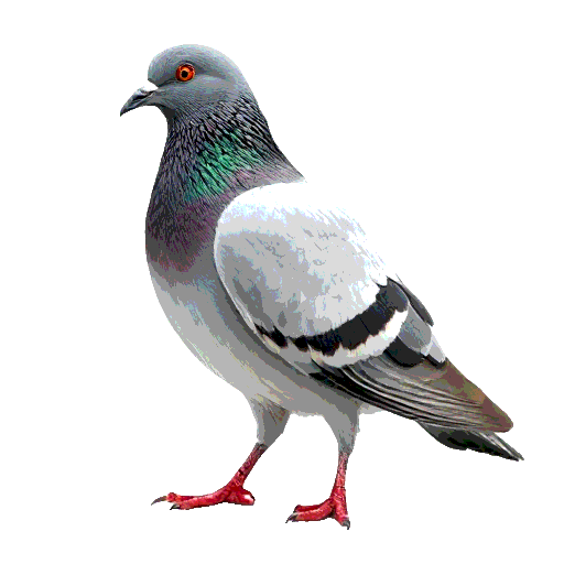 Feral Pigeon