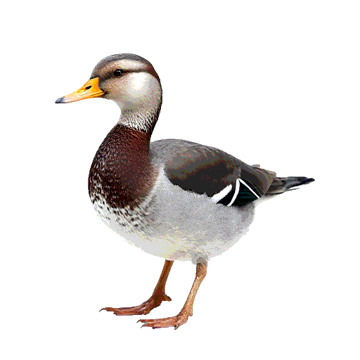 Gadwall