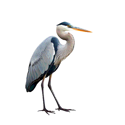 Great Blue Heron