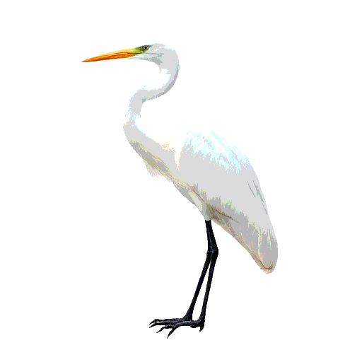 Great Egret
