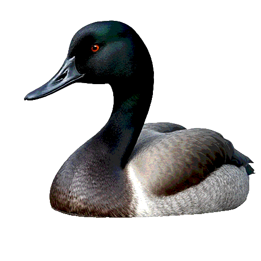 Greater Scaup