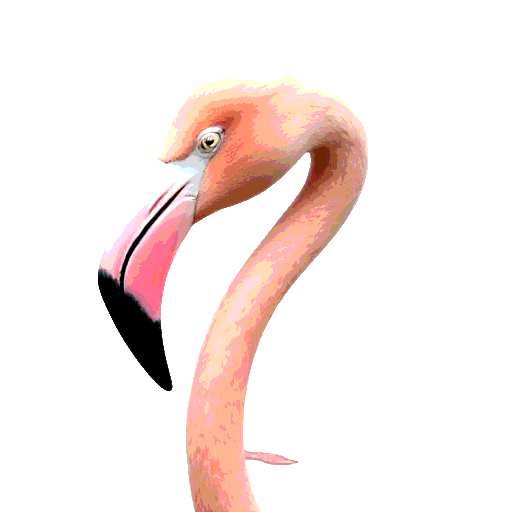 Greater Flamingo