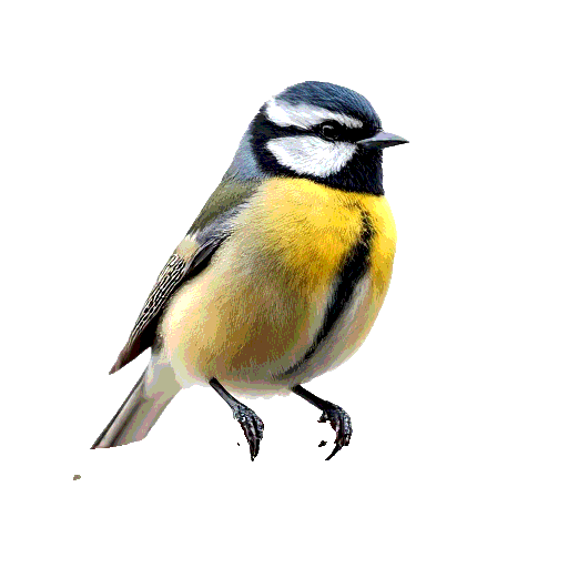 Great Tit