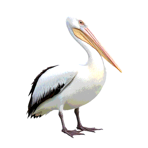 Great White Pelican