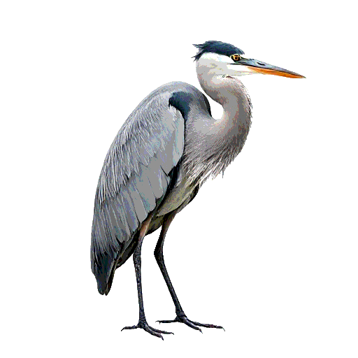 Grey Heron