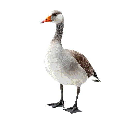 Greylag Goose