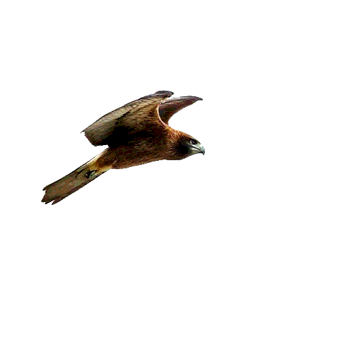 Hook Billed Kite