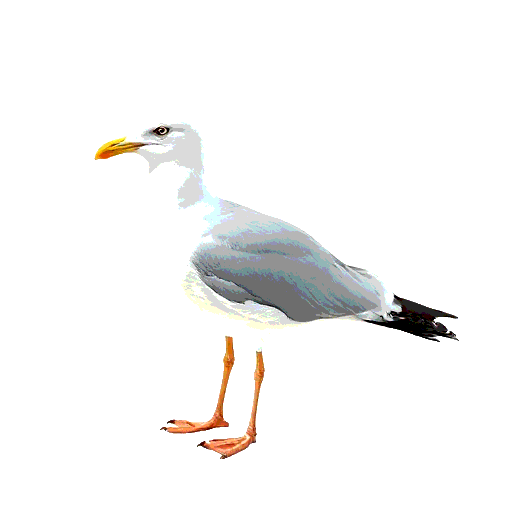 Herring Gull