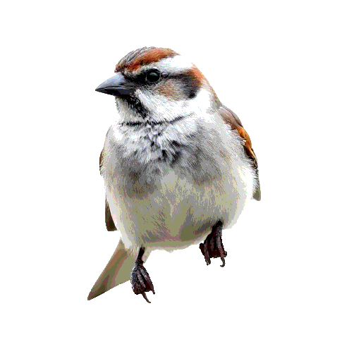 House Sparrow