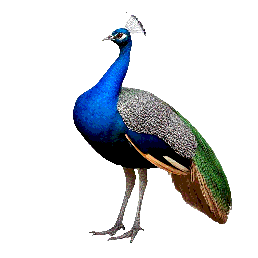 Indian Peafowl