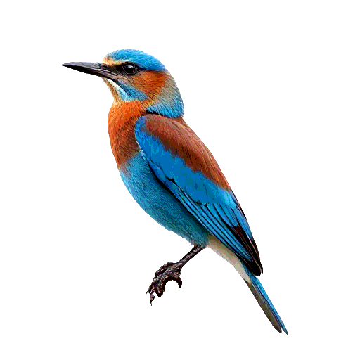 Indian Roller