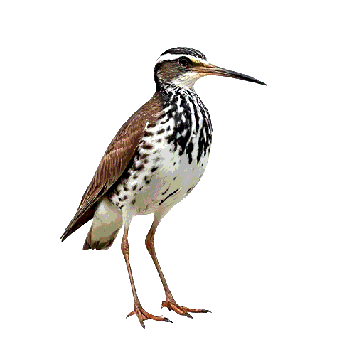 Jack Snipe
