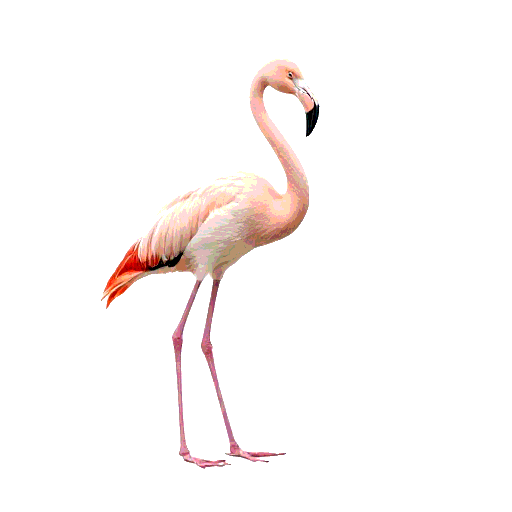 Lesser Flamingo