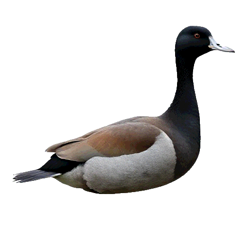 Lesser Scaup