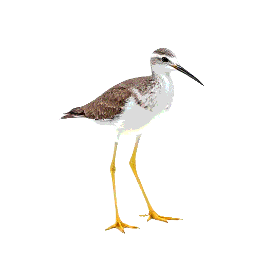 Lesser Yellowlegs