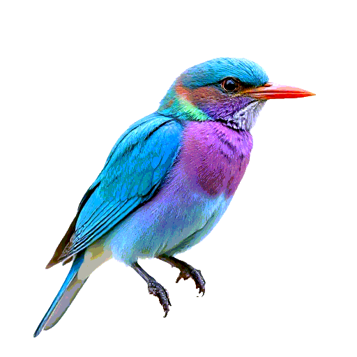 Lilac Breasted Roller