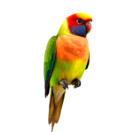 Lovebird
