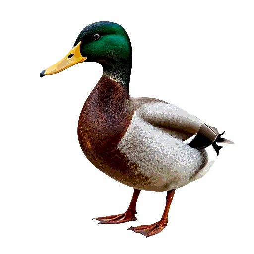 Mallard