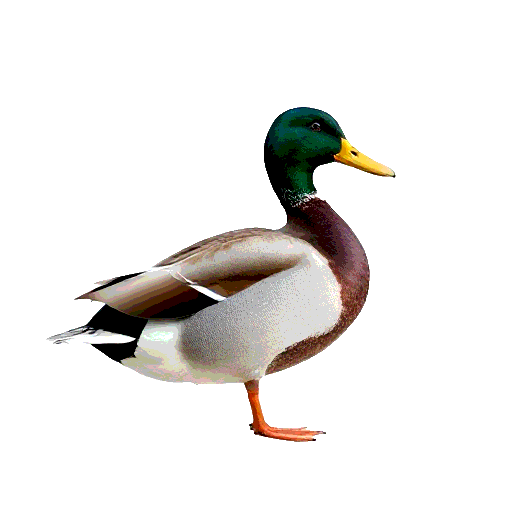 Mallard Duck