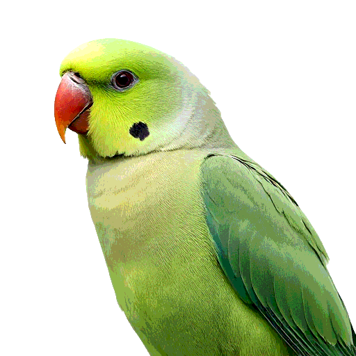 Monk Parakeet