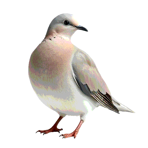 Mourning Dove