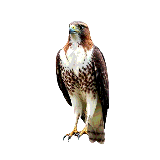 Northern Goshawk