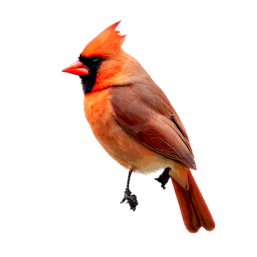 Northern Cardinal