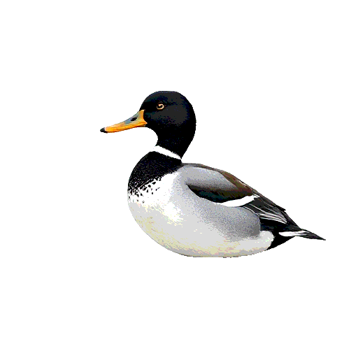 Northern Shoveler