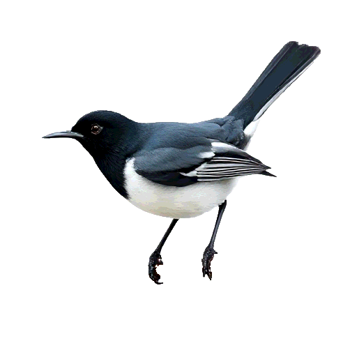 Oriental Magpie