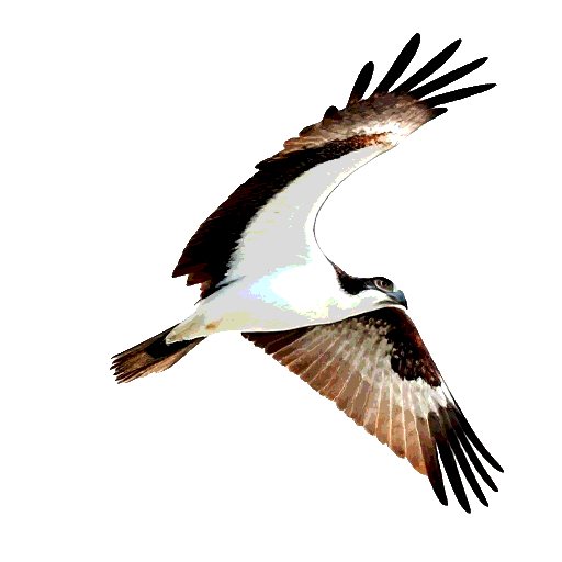 Osprey