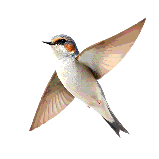 Pallid Swift
