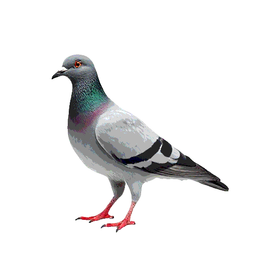 Passenger Pigeon