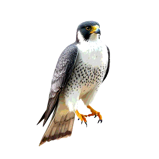 Peregrine Falcon