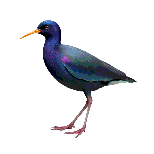 Purple Gallinule