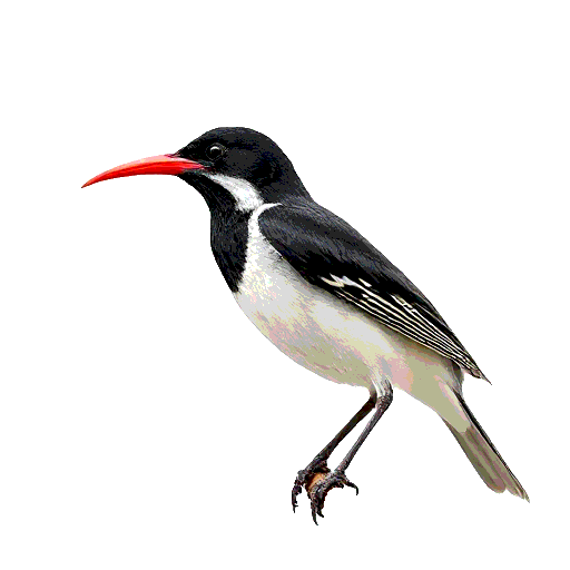 Red Billed Quelea
