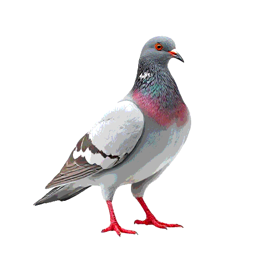 Red Billed Pigeon