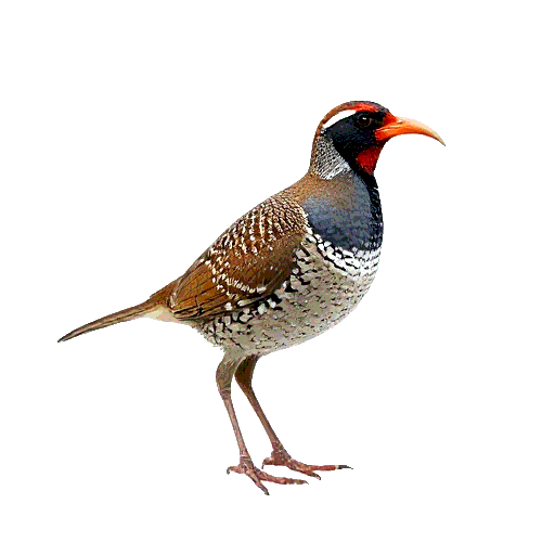 Red Billed Quail