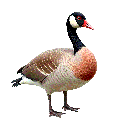 Red Breasted Goose