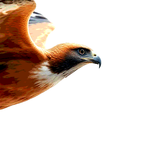 Red Kite