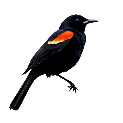 Red Winged Blackbird