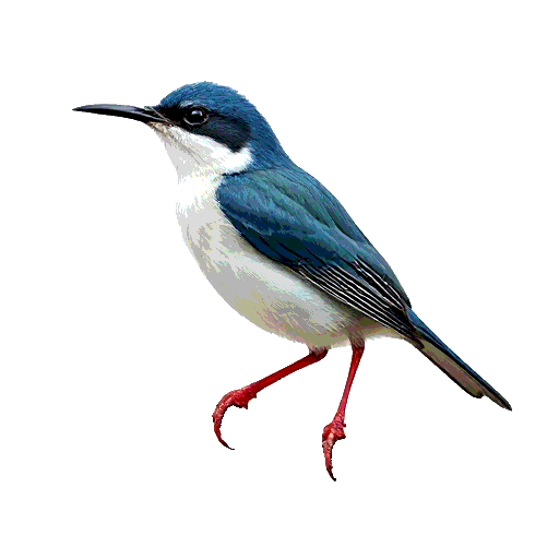 Red Legged Honeycreeper