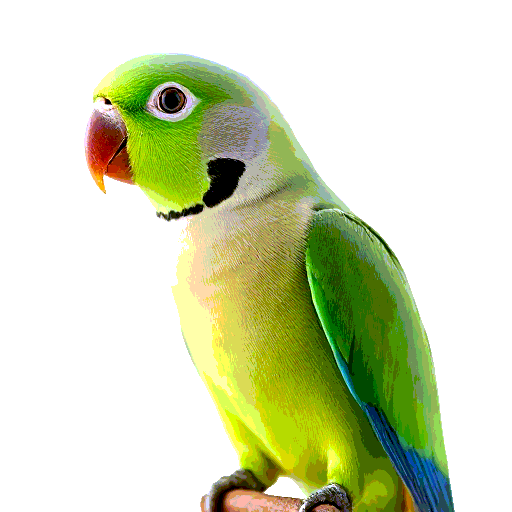 Ring Necked Parakeet