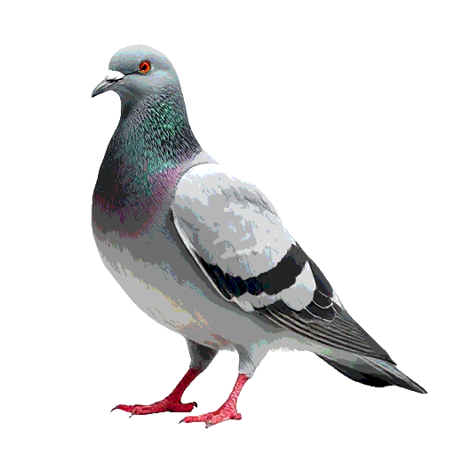 Rock Pigeon